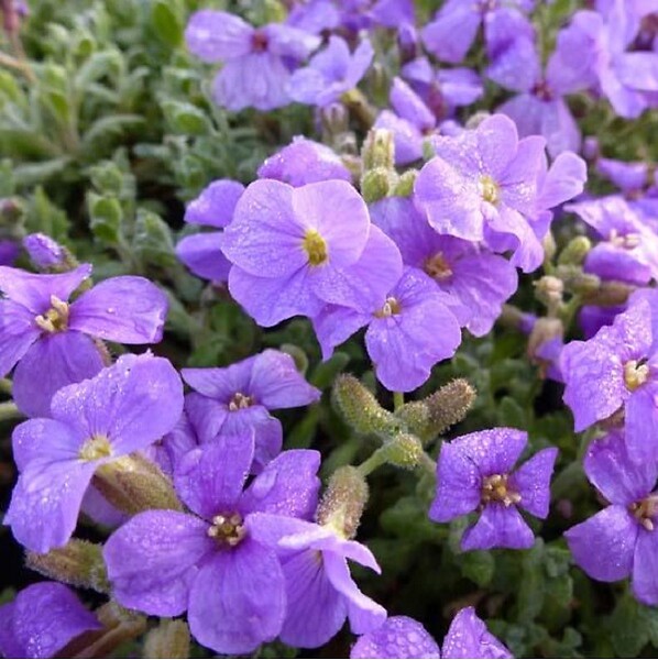 ARBORIX - 6 x Aubriète 'Cascade Purple' - Aubrieta 'Cascade Purple'  - godet 9cm x 9cm - large