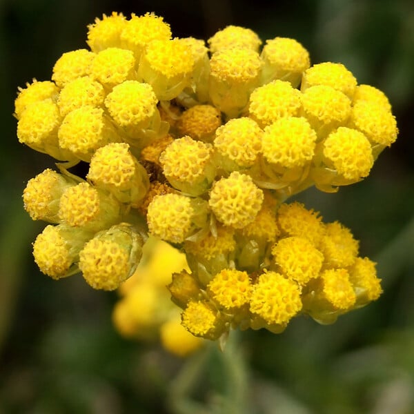ARBORIX - 6 x Immortelle à odeur de curry - Helichrysum italicum  - godet 9cm x 9cm - large
