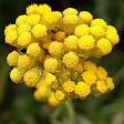 ARBORIX - 6 x Immortelle à odeur de curry - Helichrysum italicum  - godet 9cm x 9cm - vignette