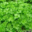 ARBORIX - 6 x Persil plat - Petroselinum crispum  - godet 9cm x 9cm - vignette