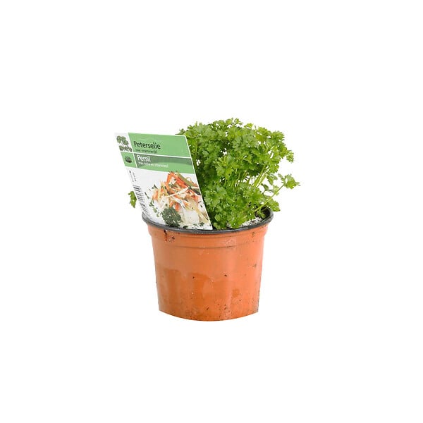 ARBORIX - 6 x Persil plat - Petroselinum crispum  - godet 9cm x 9cm - large