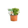 ARBORIX - 6 x Persil plat - Petroselinum crispum  - godet 9cm x 9cm - vignette