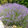 ARBORIX - 6 x Lavande officinale - Lavandula angustifolia  - godet 9cm x 9cm - vignette