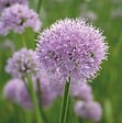 ARBORIX - 6 x Ciboulette 'Summer Beauty' - Allium senscens 'Summer Beauty'  - godet 9cm x 9cm - vignette