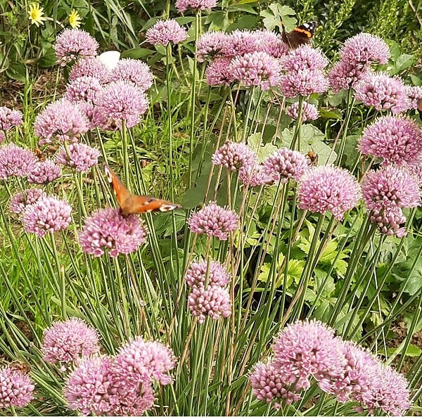 ARBORIX - 6 x Ciboulette 'Summer Beauty' - Allium senscens 'Summer Beauty'  - godet 9cm x 9cm - large