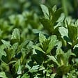 ARBORIX - 6 x Menthe poivrée - Mentha piperita  - godet 9cm x 9cm - vignette