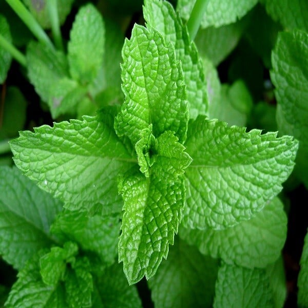 ARBORIX - 6 x Menthe poivrée - Mentha piperita  - godet 9cm x 9cm - large