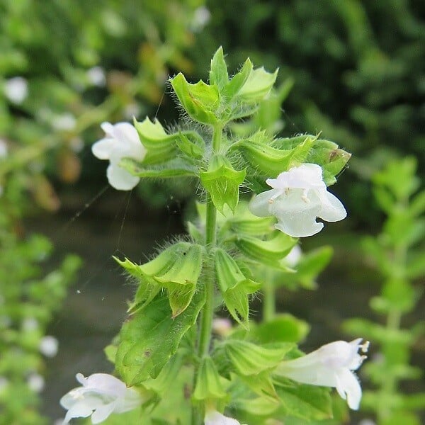 ARBORIX - 6 x Mélisse citronnelle - Melissa officinalis  - godet 9cm x 9cm - large