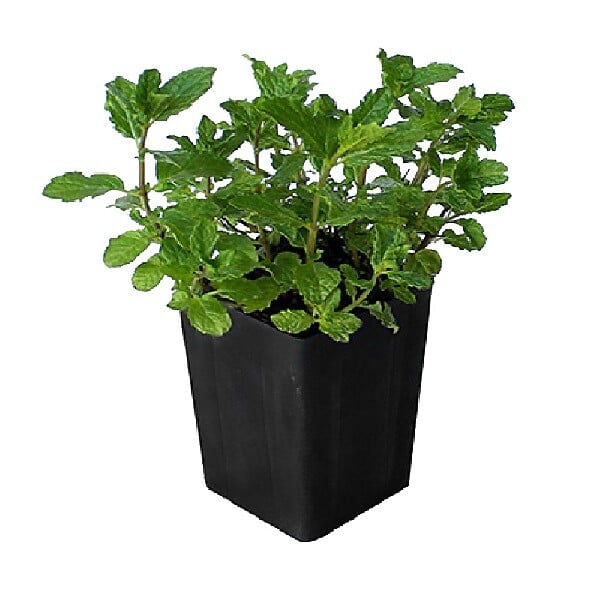 ARBORIX - 6 x Menthe verte - Mentha spicata 'Marocco'  - godet 9cm x 9cm - large