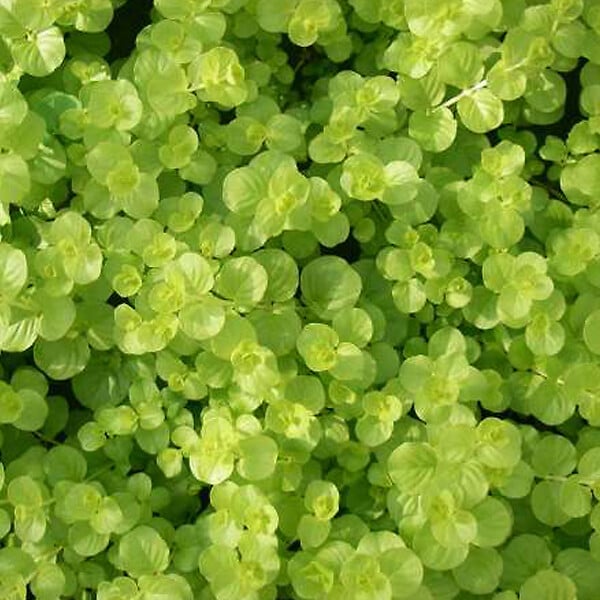 ARBORIX - 6 x Lysimaque rampante - Lysimachia nummularia  - godet 9cm x 9cm - large