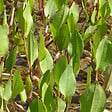 ARBORIX - 6 x Plantain d'eau commun - Alisma Plantago-Aquatica  - godet 9cm x 9cm - vignette