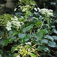 ARBORIX - Hortensia grimpant 'Petiolaris' - Hydrangea Anomala 'Petiolaris'  - 60-80 cm pot - vignette