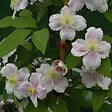 ARBORIX - 2 x Clématite des montagnes 'Rubens' - Clematis Montana 'Rubens'  - 50-60 cm pot - vignette