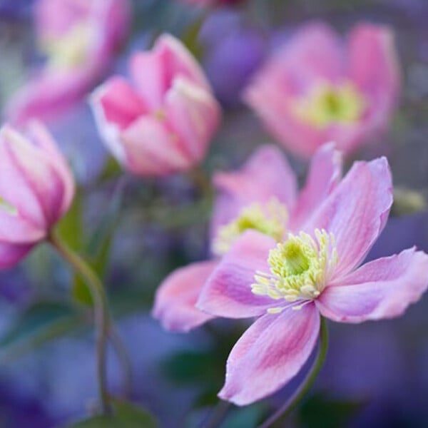ARBORIX - 2 x Clématite des montagnes 'Rubens' - Clematis Montana 'Rubens'  - 50-60 cm pot - large