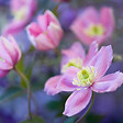 ARBORIX - 2 x Clématite des montagnes 'Rubens' - Clematis Montana 'Rubens'  - 50-60 cm pot - vignette