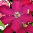 ARBORIX - 2 x Clématite 'Westerplatte' - Clematis 'Westerplatte'  - 50-60 cm pot - vignette