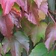 ARBORIX - 2 x Vigne vierge Japonaise 'Veitchii' - Parthenocissus tricuspidata 'Veitchii'  - 60-80 cm pot - vignette