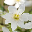 ARBORIX - Clématite 'Joe' - Clematis 'Joe'  - 50-60 cm pot - vignette
