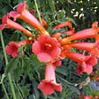 ARBORIX - 2 x Trompette de virginie - Campsis tagliabuana 'Madame Galen'  - 50-60 cm pot - vignette