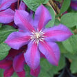 ARBORIX - 2 x Clématite 'Mrs N. Thompson' - Clematis 'Mrs N. Thompson'  - 50-60 cm pot - vignette