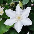 ARBORIX - 2 x Clématite italienne - Clematis 'Gladys Picard'  - 50-60 cm pot - vignette
