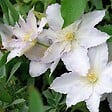 ARBORIX - 2 x Clématite italienne - Clematis 'Gladys Picard'  - 50-60 cm pot - vignette