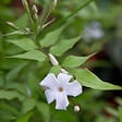 ARBORIX - Jasmin commun - Jasminum Officinale  - 50-60 cm pot - vignette