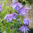ARBORIX - 2 x Clématite des Alpes 'Frankie' - Clematis alpina 'Frankie'  - 50-60 cm pot - vignette