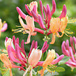 ARBORIX - 2 x Chèvrefeuille 'American Beauty' - Lonicera heckrottii 'American Beauty'  - 50-60 cm pot - vignette