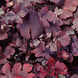 ARBORIX - 2 x Vigne des teinturiers - Vitis vinifera 'Purpurea'  - 60-80 cm pot - vignette