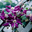ARBORIX - 2 x Clématite 'Gladys Picard' - Clematis 'Etoile Violette'  - 50-60 cm pot - vignette