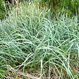 ARBORIX - 6 x Graminée ornementale - Agropyron magellanicum  - godet 9cm x 9cm - vignette
