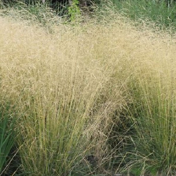 ARBORIX - 6 x Canche cespiteuse - Deschampsia cespitosa 'Goldschleier'  - godet 9cm x 9cm - large