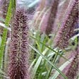 ARBORIX - 6 x Herbe aux écouvillons 'Moudry' - Pennisetum alopecuroides 'Moudry'  - godet 9cm x 9cm - vignette