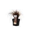 ARBORIX - 6 x Laîche - Carex comans 'Bronze Form'  - godet 9cm x 9cm - vignette