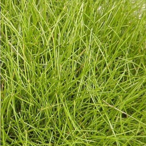 ARBORIX - 6 x Fétuque de gautier - Festuca Gautieri  - godet 9cm x 9cm - large