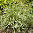 ARBORIX - 6 x Molinie panachée 'Variegata' - Molinia Caerulea 'Variegata'  - godet 9cm x 9cm - vignette