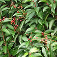 ARBORIX - 2 x Laurier du Portugal - Prunus Lusitanica  - 40-50 cm pot - vignette