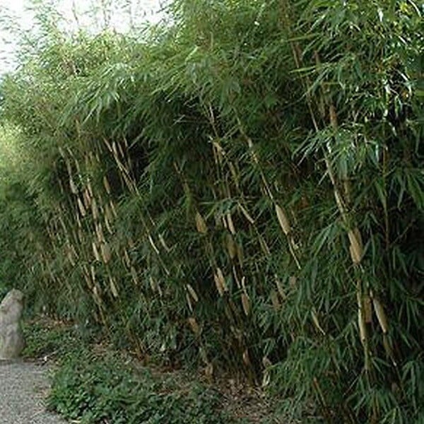 ARBORIX - Bambou 'Pingwu' - Fargesia robusta 'Pingwu'  - 60- 80 cm pot - large