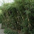 ARBORIX - Bambou 'Pingwu' - Fargesia robusta 'Pingwu'  - 60- 80 cm pot - vignette
