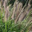 ARBORIX - 6 x Herbe aux écouvillons - Pennisetum Viridescens  - godet 9cm x 9cm - vignette