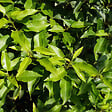 ARBORIX - 2 x Laurier du Portugal 'Angustifolia' - Prunus Lusitanica 'Angustifolia'  - 50-60 cm pot - vignette