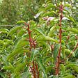 ARBORIX - 2 x Laurier du Portugal 'Angustifolia' - Prunus Lusitanica 'Angustifolia'  - 50-60 cm pot - vignette