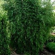 ARBORIX - Fargesia nitida 'Great Wall' - Fargesia nitida 'Great Wall'  - 60- 80 cm pot - vignette