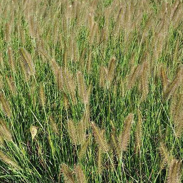 ARBORIX - 6 x Herbe aux écouvillons - Pennisetum Alopecuroides  - godet 9cm x 9cm - large