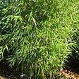 ARBORIX - Bambou robusta - Fargesia robusta  - 60- 80 cm pot - vignette