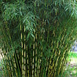 ARBORIX - Bambou robusta - Fargesia robusta  - 60- 80 cm pot - vignette