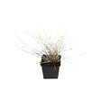 ARBORIX - 6 x Fétuque bleue 'Uchte' - Festuca glauca 'Uchte'  - godet 9cm x 9cm - vignette