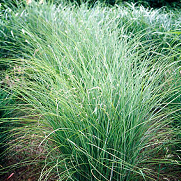 ARBORIX - 6 x Eulalie 'Gracillimus' - Miscanthus Sinensis 'Gracillimus'  - godet 9cm x 9cm - large