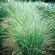 ARBORIX - 6 x Eulalie 'Gracillimus' - Miscanthus Sinensis 'Gracillimus'  - godet 9cm x 9cm - vignette